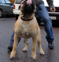 Pesonen 10.2008